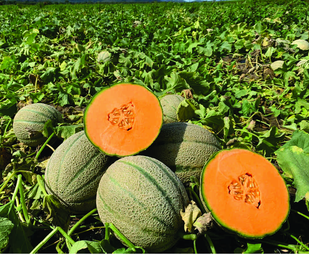 Muskmelon Jimmy