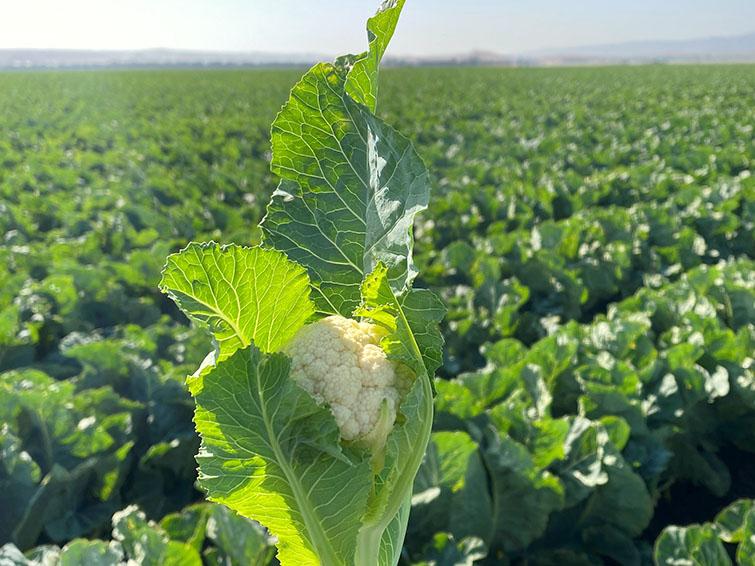 brassicas-cauliflower-field-755px