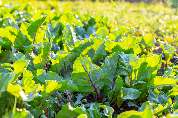hybrid beetroot